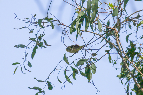 Forty-spotted Pardalote (Pardalotus quadragintus), photo 6