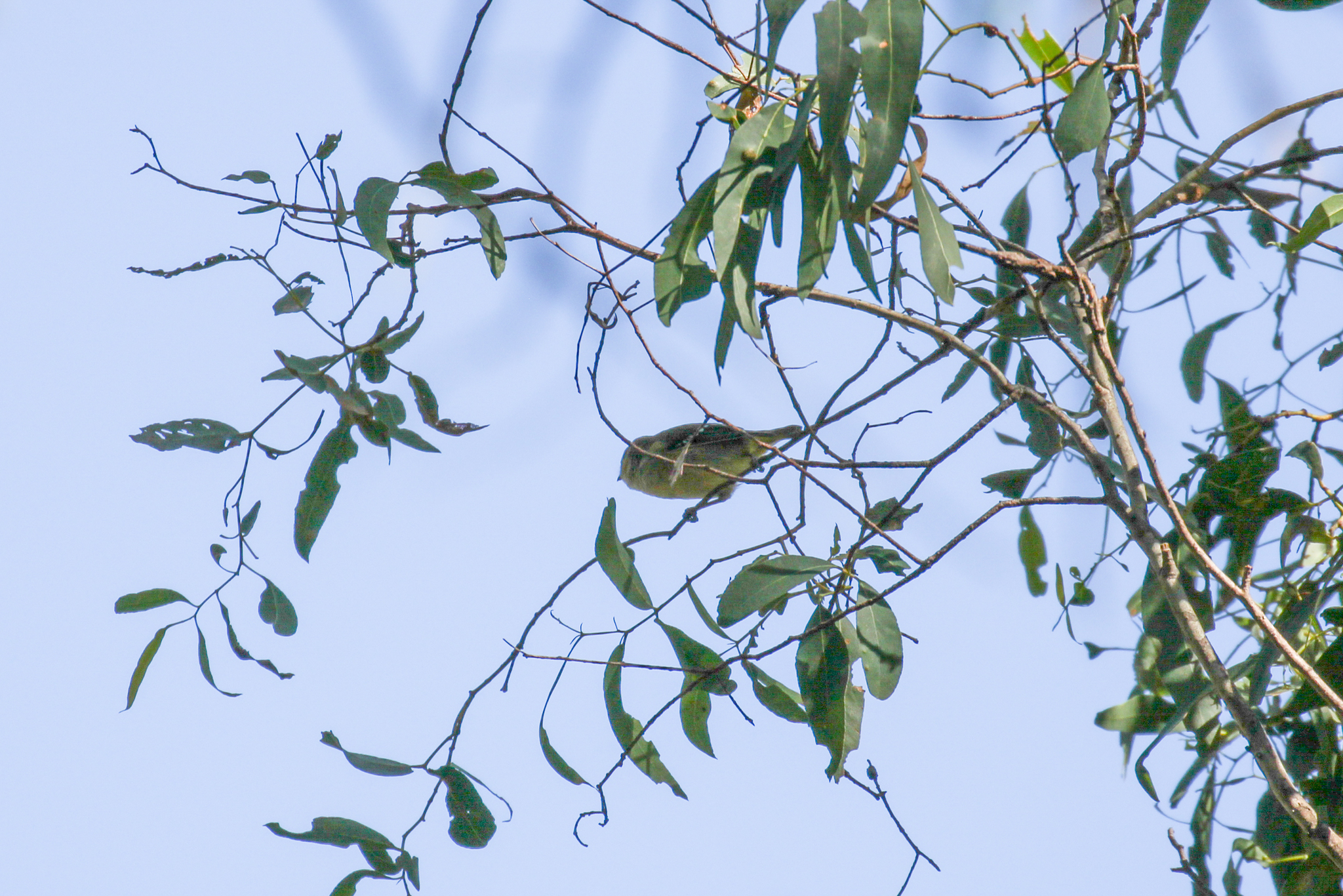 Forty-spotted Pardalote (Pardalotus quadragintus), photo 7