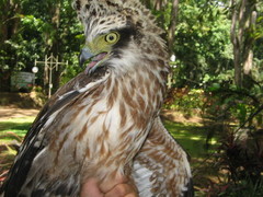 Spilornis holospilus