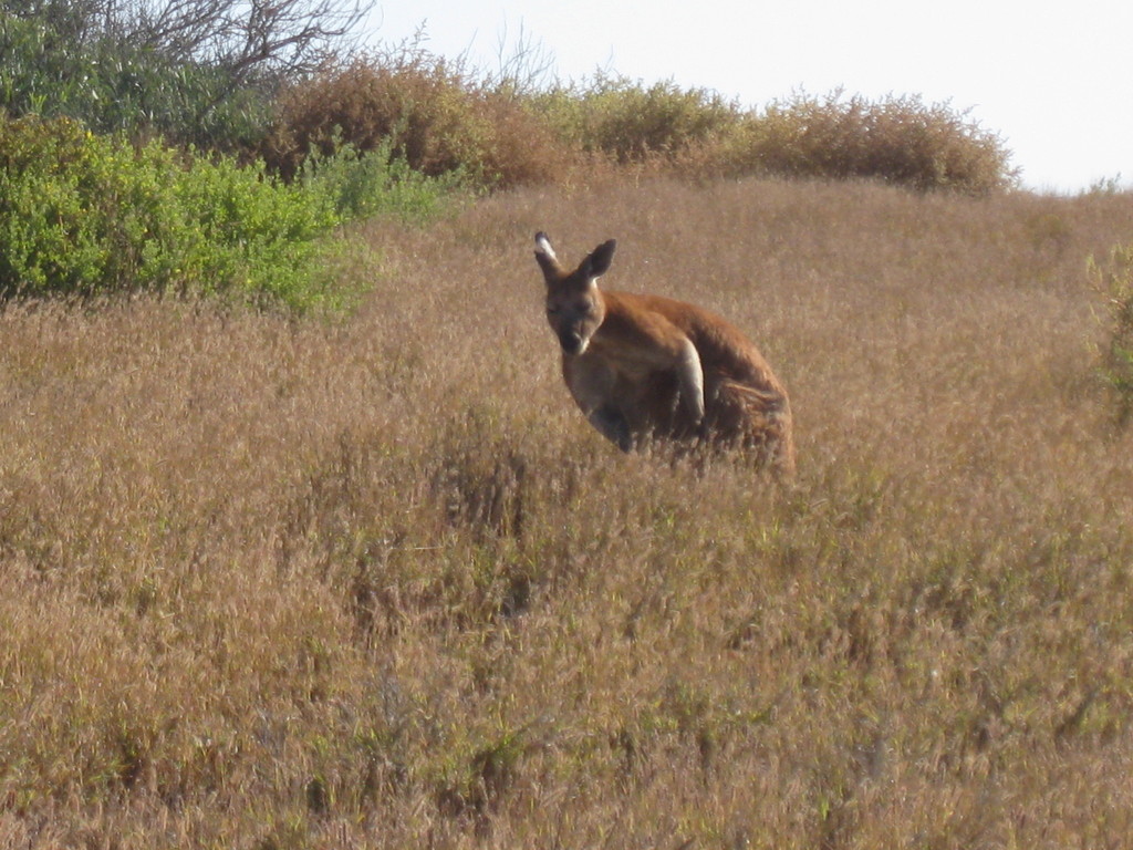 Wallaroo