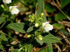 Galeopsis segetum