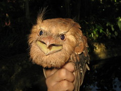 Batrachostomus septimus