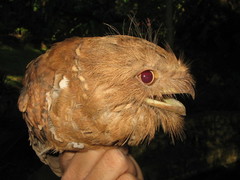 Batrachostomus septimus