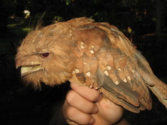 Batrachostomus septimus