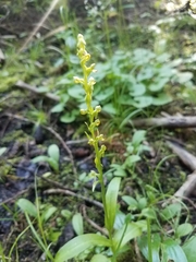 Platanthera tescamnis