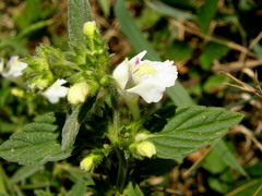 Galeopsis segetum