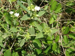 Galeopsis segetum