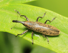 Lixus maculatus