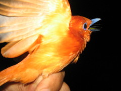 Terpsiphone cinnamomea