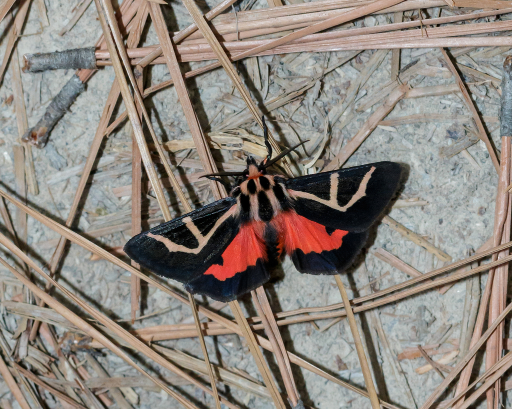 Figured Tiger Moth