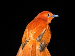 Terpsiphone cinnamomea