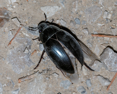 Hydrophilus ovatus
