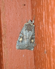 Adelphagrotis stellaris