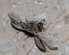 Hydrophilus ovatus