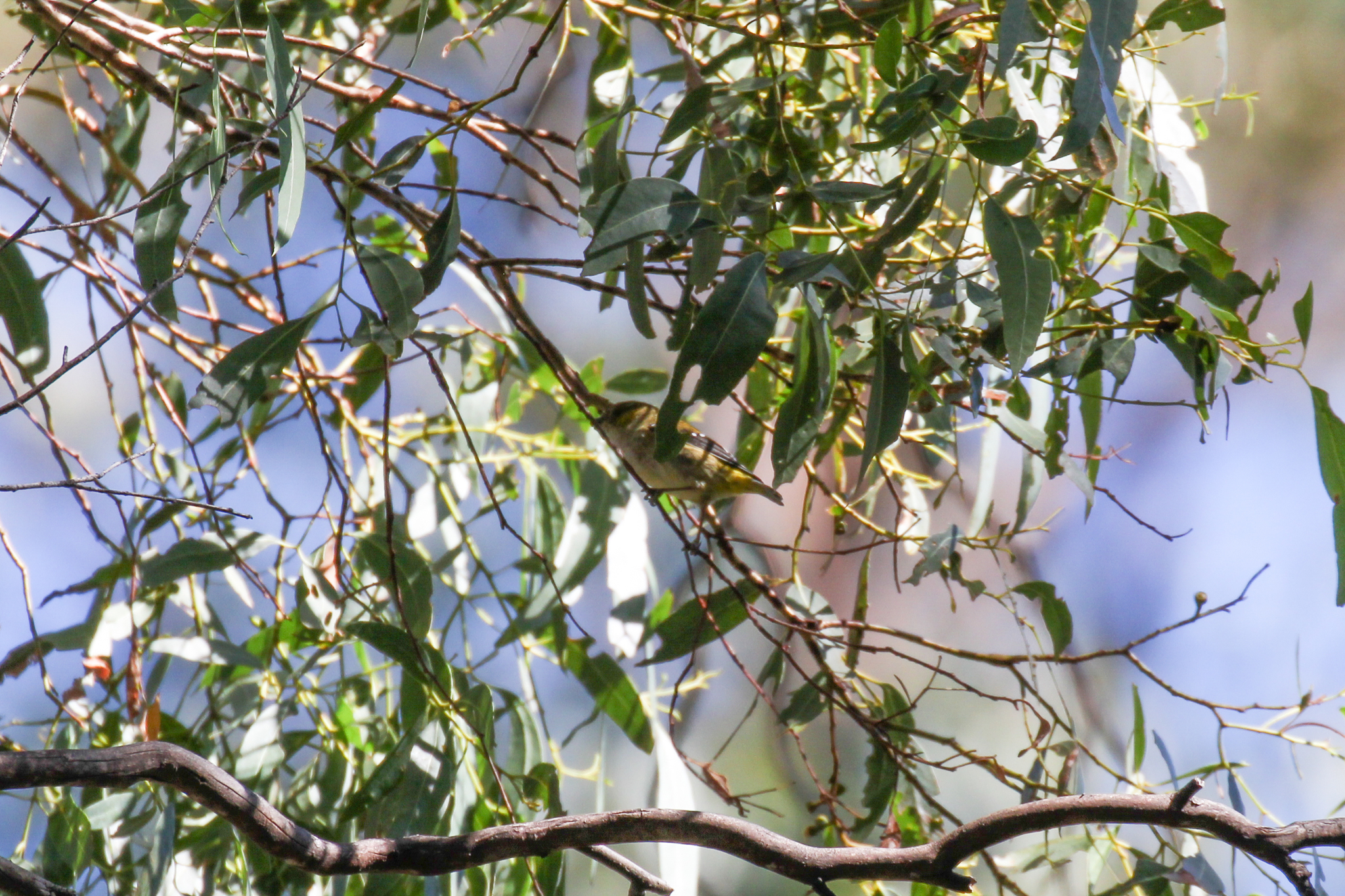 Forty-spotted Pardalote illustration