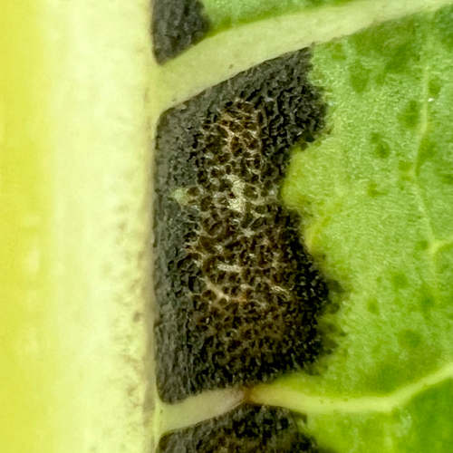 Varíola (Asperisporium caricae)