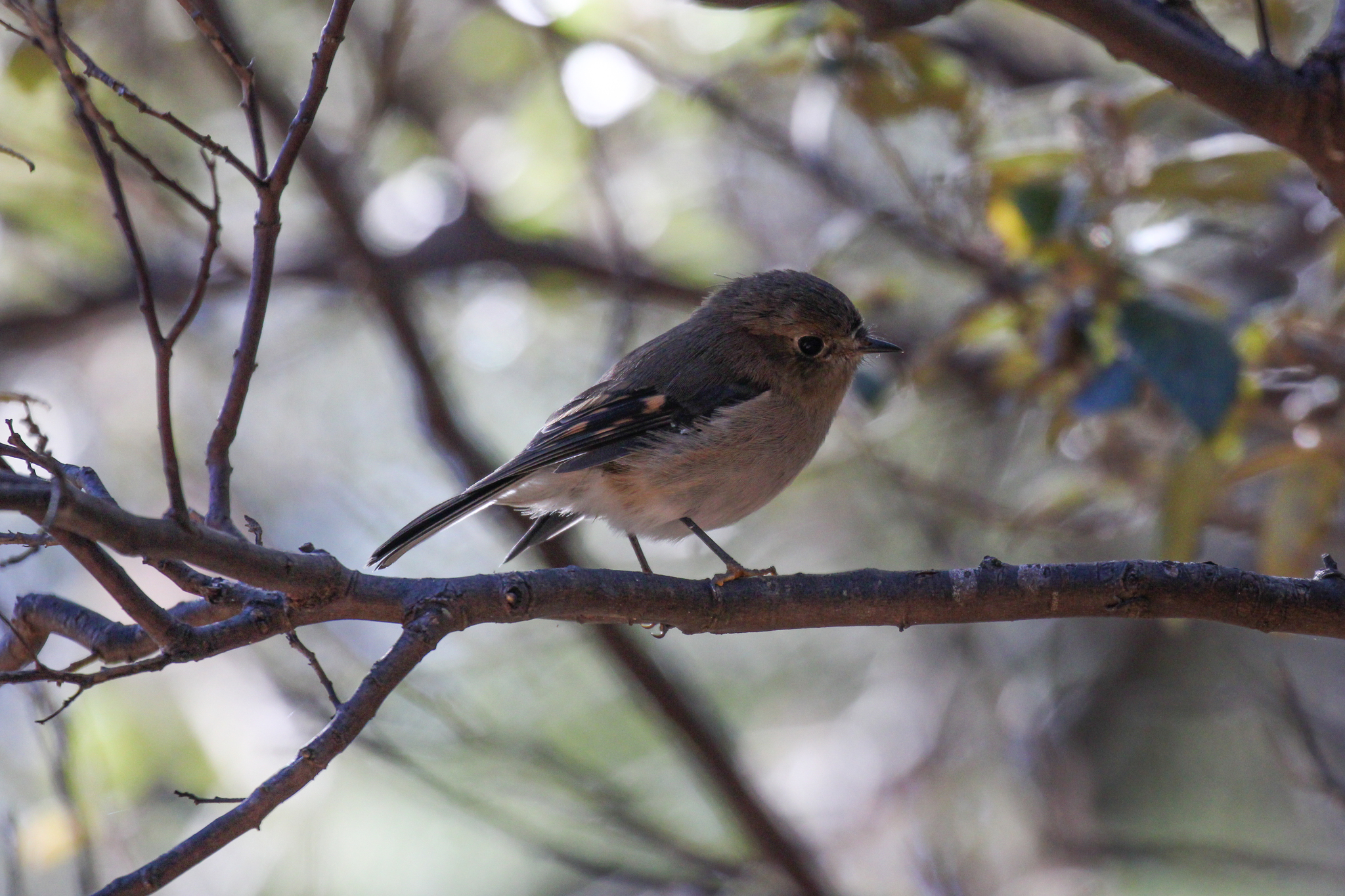 Pink Robin (Petroica rodinogaster), photo 10