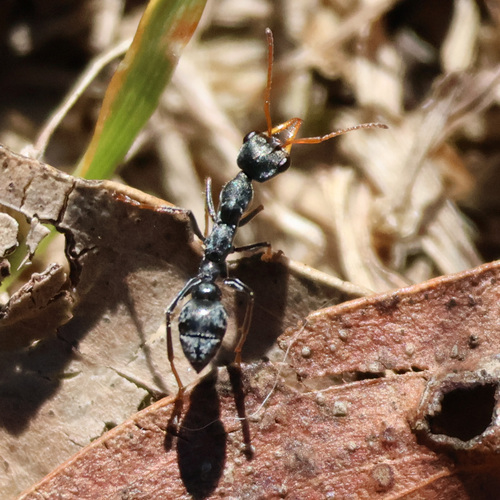 洛氏牛蚁Myrmecia loweryi