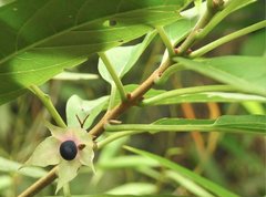 Clerodendrum fortunatum