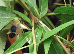 Clerodendrum fortunatum