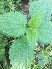 Urtica dioica