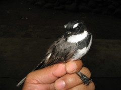 Rhipidura nigritorquis