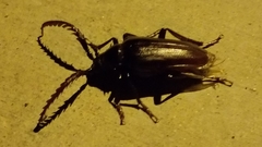 Prionus californicus