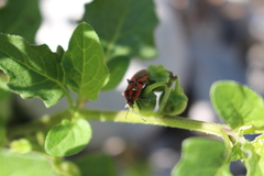 Spilostethus furcula