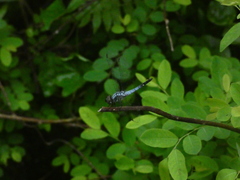 Brachydiplax