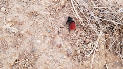 Dasymutilla magnifica