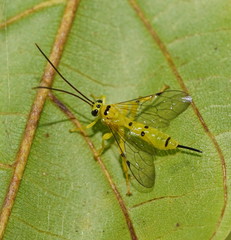 Xanthopimpla