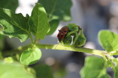 Spilostethus furcula