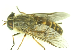 Hybomitra frontalis