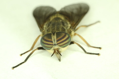 Hybomitra frontalis