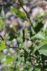 Spilostethus furcula