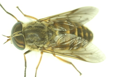 Hybomitra frontalis