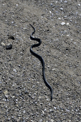 Diadophis punctatus regalis