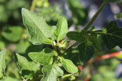 Spilostethus furcula