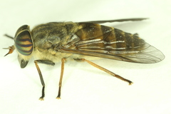 Hybomitra frontalis