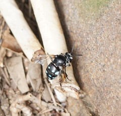 Thyreus caeruleopunctatus