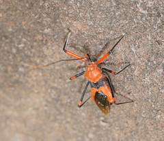 Poecilobdallus formosus