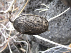 Canavalia lineata
