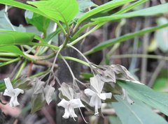 Clerodendrum fortunatum