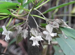 Clerodendrum fortunatum