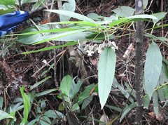 Clerodendrum fortunatum