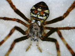 Argiope intricata