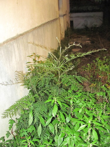 Grevillea robusta