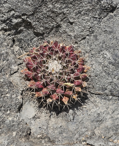 Foto de Cacto-bola