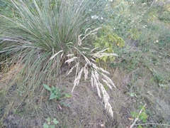 Stipa splendens