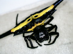 Gasteracantha hecata